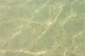 Clear surface Shoal of fish in seawater, small fish on the surface of the sea water. Royalty Free Stock Photo