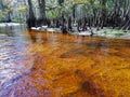 Tannin stained water of Fisheating Creek, Florida.