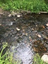 The clear but tannin stained water giving it a rich reddish brown appearance with grass shore