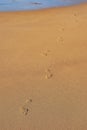 Clear traces of bare human feet on the sand. Human footprints emerging from the sea Royalty Free Stock Photo