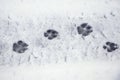 Clear traces of a dog on wet snow Royalty Free Stock Photo