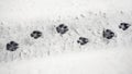 Clear traces of a dog on wet snow Royalty Free Stock Photo