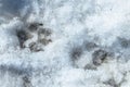 Clear traces of a dog in the winter in the snow Royalty Free Stock Photo