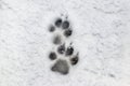Clear traces of a dog in the winter in the snow Royalty Free Stock Photo