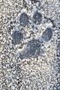 Clear traces of a dog in the winter in the snow Royalty Free Stock Photo