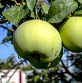 Clear transparent raindrops on apples hanging on a tree branch Royalty Free Stock Photo