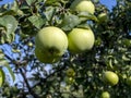 Clear transparent raindrops on apples hanging on a tree branch Royalty Free Stock Photo