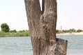 Clear Tree Trunk Royalty Free Stock Photo