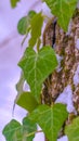 Clear Vertical Vibrant heart shaped vines and green algae thriving on the trunk of a tree