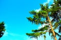 View from Monte San Martino at pine trees, branches, trunks, sky, clouds Royalty Free Stock Photo