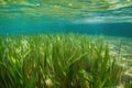 clear water with close-up of aquatic plant and seagrass