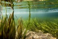 clear water with close-up of aquatic plant and seagrass