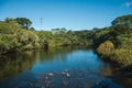 Clear water on a creek running through forest Royalty Free Stock Photo