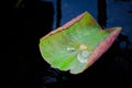 Clear water on curling lotus leaf floating on a pond. Royalty Free Stock Photo