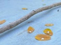 Clear water droplets on yellow dry leaves and tree branch Royalty Free Stock Photo