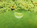 Clear water drops on the green lotus leaf in the lotus basin. Royalty Free Stock Photo