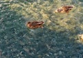 Clear Water Ducks 4