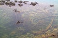 Clear water in lake, dead trees on the bottom Royalty Free Stock Photo