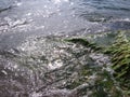 The clear water in the lake sparkles near the algae at the bottom of the river Royalty Free Stock Photo