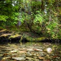 Clear water reflects green leaves in a creek in the Hoh Rain Forest Royalty Free Stock Photo