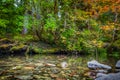 Clear water reflects green, orange and yellow leaves in a calm creek in the Hoh Rain Forest Royalty Free Stock Photo