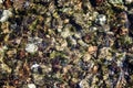 Clear water in the river over the texture of rock. Royalty Free Stock Photo