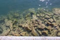 Clear water in the river over the texture on wayside Royalty Free Stock Photo