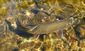 Clear Water Trout Royalty Free Stock Photo