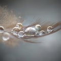 Clear waterdrops on the feather