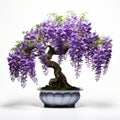 Clear White Background Wisteria Bonsai: No Shade, No Shadow Royalty Free Stock Photo