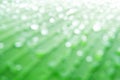 Clear white circle bokeh blur abstract background from  photo of water drop on banana leaf Royalty Free Stock Photo