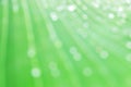 Clear white circle bokeh blur abstract background from  photo of water drop on banana leaf Royalty Free Stock Photo