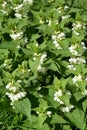 Clear white deaf nettle Lamium album L.. Background