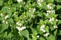 Clear white deaf nettle Lamium album L.. Background from flowering plants