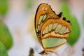 Clear wing butterfly or Greta oto Royalty Free Stock Photo