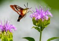 Clear wing hummingbird moth and bee balm flower Royalty Free Stock Photo