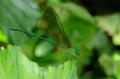 Clear winged forest glory damselfly-vestalis gracillis, Sindhudurg, Maharashtra