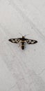 Clear-winged tiger moth or arctiid moth or wasp moth male