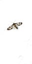 Clear-winged tiger moth or wasp moth arctiid moth