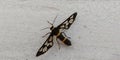 Clear-winged tiger moth wasp moth or arctiid moth male