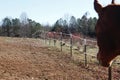 A country rance horse watches other horses being ridden.