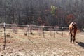 A happy horse trots at a rural ranch