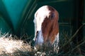 A happy horse eats hay at a rural ranch