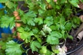 Clearance close up of leaves on a parsley plant.