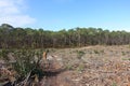 Clearcut area in the forest with pine trees cut down as a form of deforestation contributing to climate change.