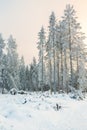 Clearcut in a forest with snow and frost in a beautiful winter landscape Royalty Free Stock Photo