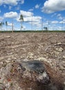 Clearcut forest in Sweden Royalty Free Stock Photo