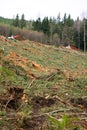Clearcut Logging In Pacific Northwest Royalty Free Stock Photo
