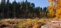 Clearcut Timber and Logpile