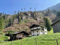 Cleared forest due to bark beetle plague in East Tyrol, Austria. Royalty Free Stock Photo